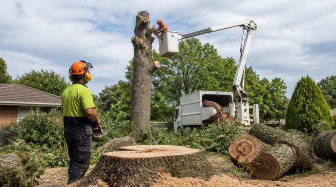 Tree pruning service in Alfredton