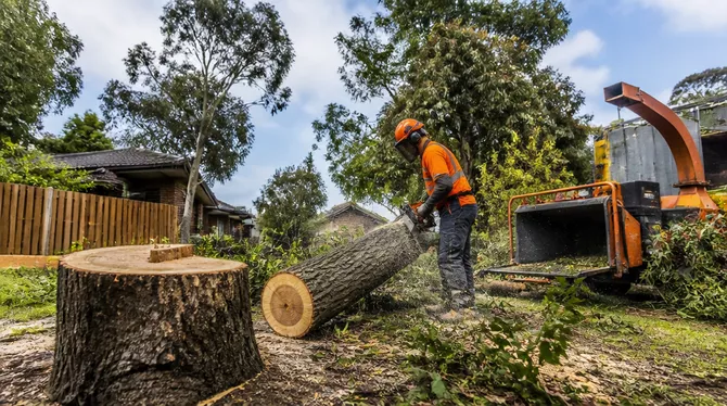 Land clearing services in Alfredton