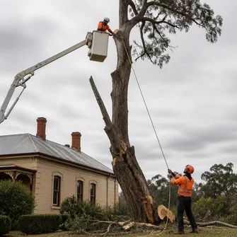 Hazardous Tree Removal Avoca