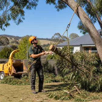 Large Tree Removal in Bacchus Marsh