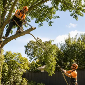 Tree cutting service in Bannockburn