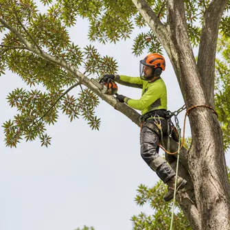 Tree pruning and shaping in Bannockburn