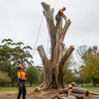 Hazardous tree removal in Bannockburn