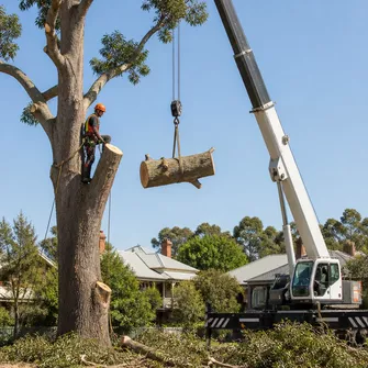Large tree removal in Beaufort, Victoria