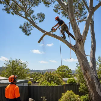 Tree cutting for safety in Beaufort, Vic