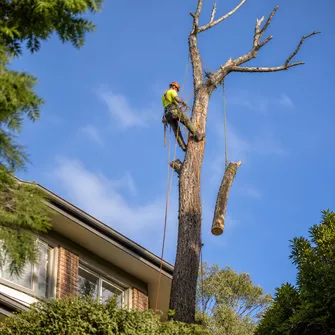 Hazardous tree removal in Blackwood VIC