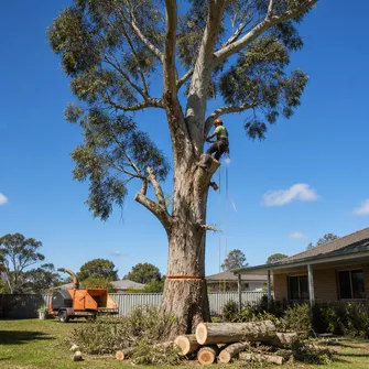 Large tree removal in Buangor
