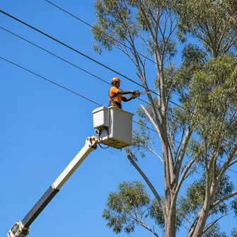 Tree lopping service in Buangor