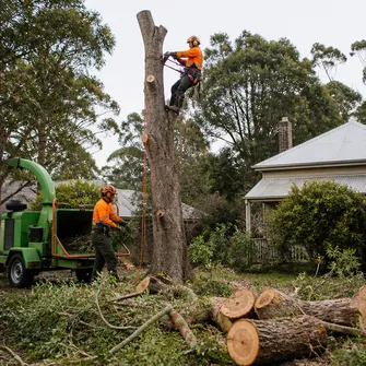 Stump Grinding Creswick Vic, machine grinding a tree stump