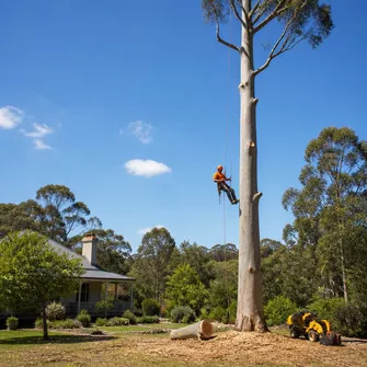 Tree Removal Daylesford Vic