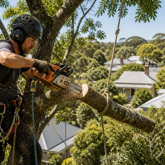 Tree Lopping Daylesford Vic