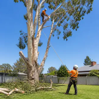 Large tree removal in Dunolly