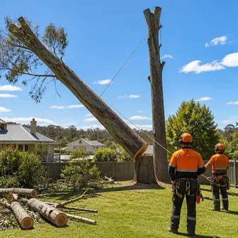 Tree felling in Dunolly