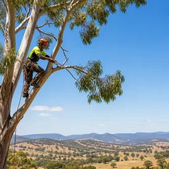 Tree Pruning for Health