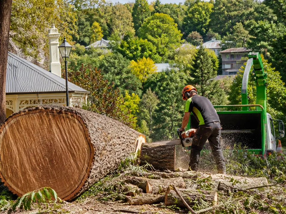 Professional tree removal specialist in Hepburn Springs, Victoria, carefully cutting a tree branch with a chainsaw.