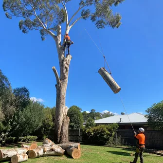 Large tree removal in Hepburn, Victoria