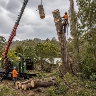 Stump grinding after tree removal in Hepburn, Victoria