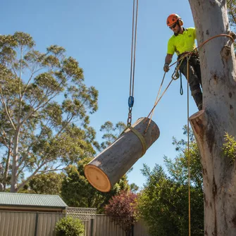 Tree Removal in Lal Lal