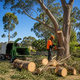 Emergency Tree Service Linton