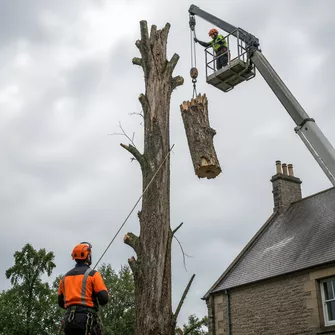 Hazardous Tree Removal Linton