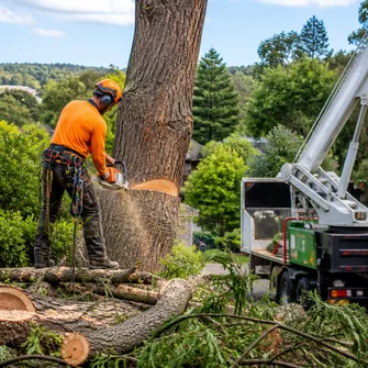 Tree Debris Removal Linton