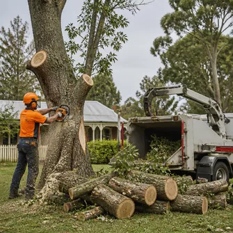 Tree lopping in Maryborough