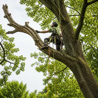 Hazardous tree removal in Meredith