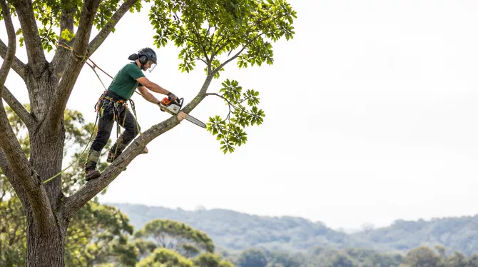 Tree lopping and pruning in Mt Clear