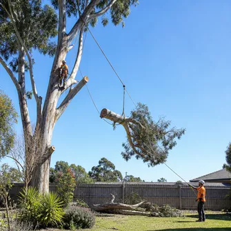 Large tree removal Myrniong