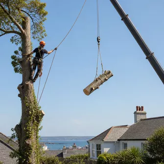 Large tree removal in Newlyn
