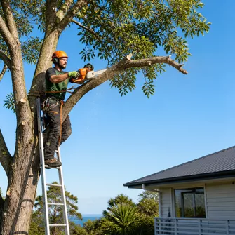 Tree Lopping Raglan