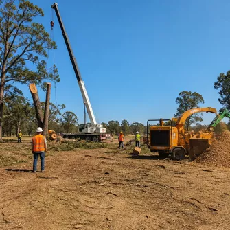 Commercial tree removal project in Rokewood Junction