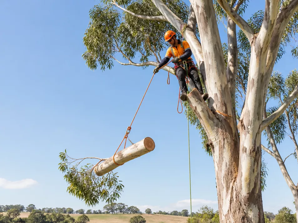 Professional tree removal in Rokewood, Victoria