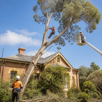 Hazardous Tree Removal