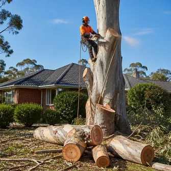 Large Tree Removal Scarsdale