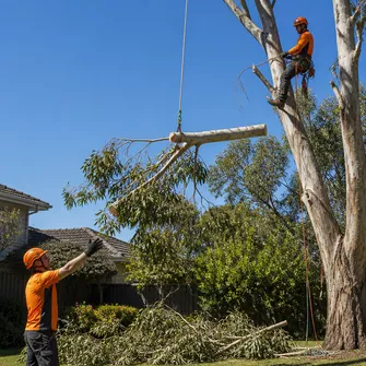 Tree Lopping Scarsdale
