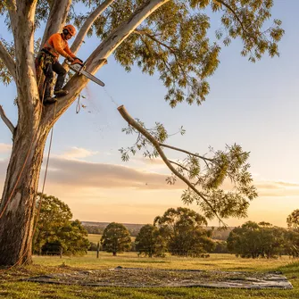 Tree Lopping Skipton