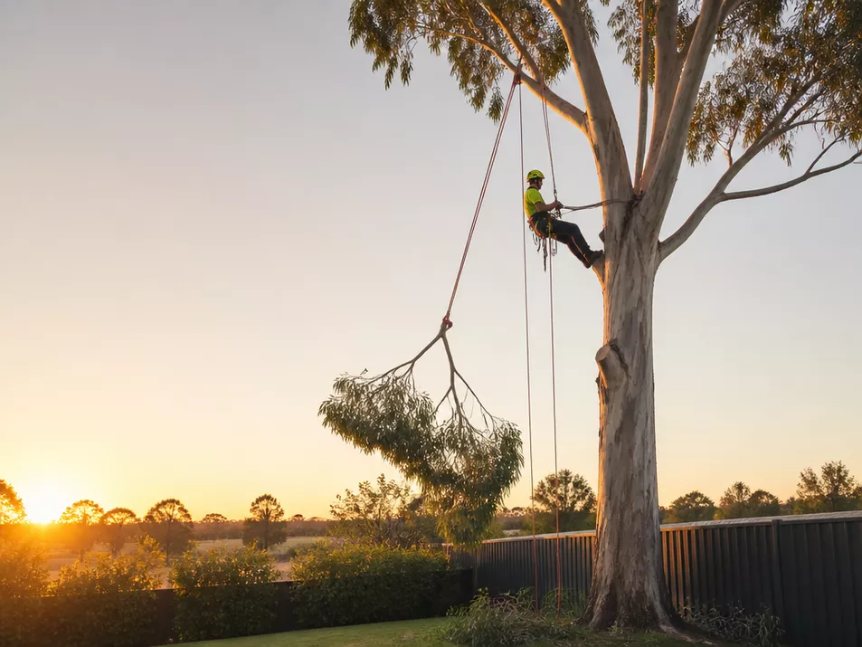 Professional tree removal in Smythesdale, Victoria