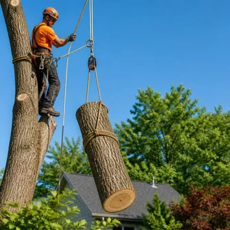 Large Tree Removal Snake Valley