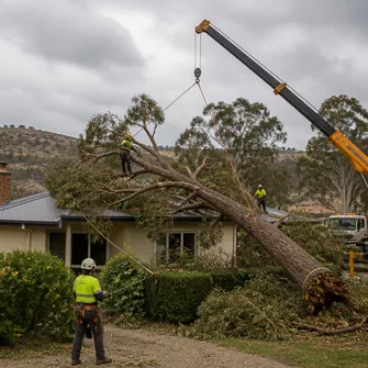 Emergency Tree Removal Snake Valley