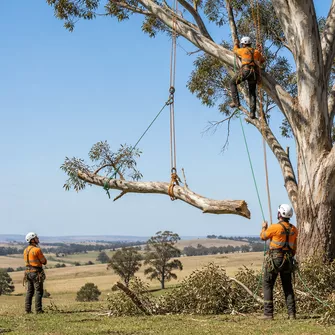 Hazardous Tree Removal Talbot Vic