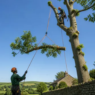 Sectional tree dismantling in Teesdale