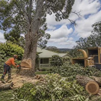 Commercial Tree Removal