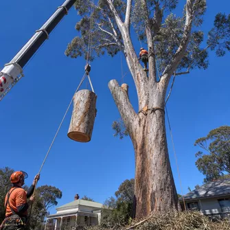 Large tree removal in Yendon