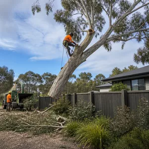 Large tree removal near power lines in Ballan