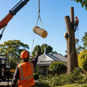 Professional tree removal service in Clunes, showing a safely sectioned tree being lowered.