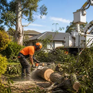 Stump grinding to remove an old tree stump in Gordon