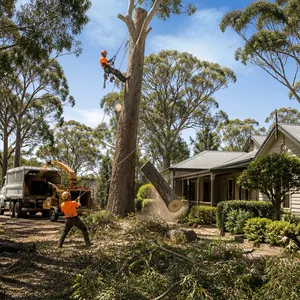Large tree removal near a Hepburn Vic home