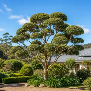 Tree pruning service for an established garden in Hepburn Vic