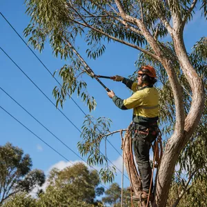 Tree lopping to clear power lines in Hepburn Vic